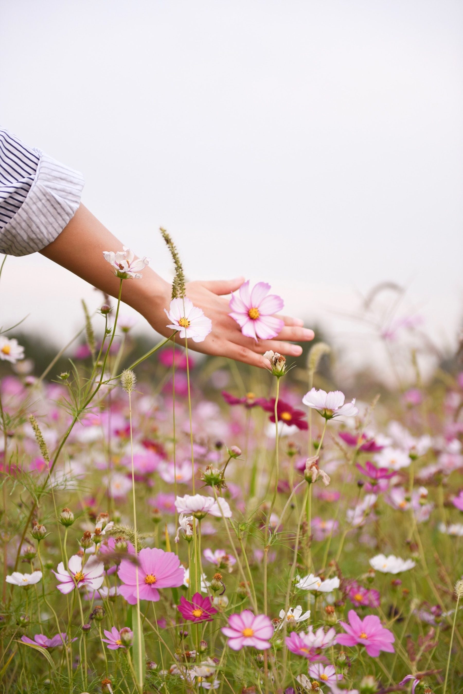 Hand gently touching a cosmos flower in a field